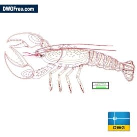 Lobster dwg drawing in CADD scaled